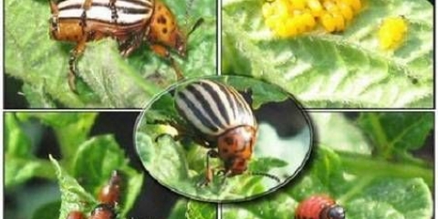 Brezov katran iz koloradske bube: recenzije